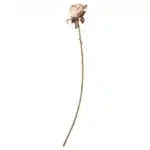 Rose stilk 66cm