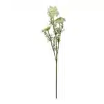 Vild gulerod stilk 73cm