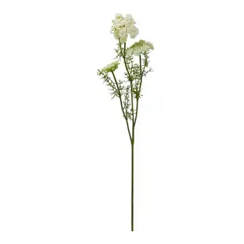 Vild gulerod stilk 73cm