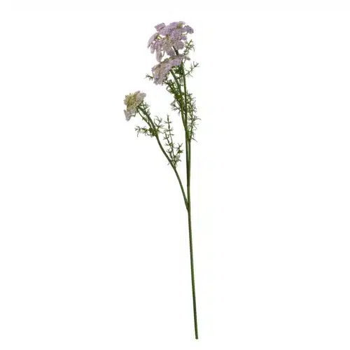 Vild gulerod stilk 73cm