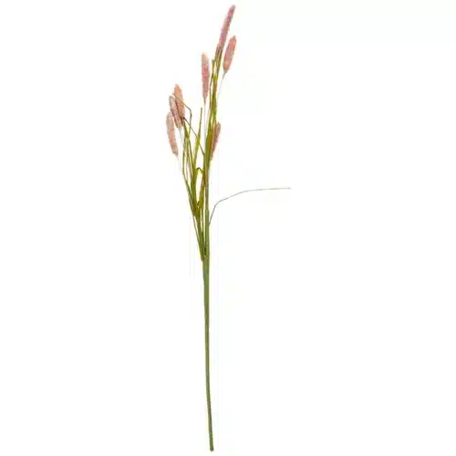 Bristlegrass stilk 74cm