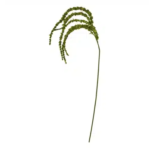 Rævehale stilk 115cm