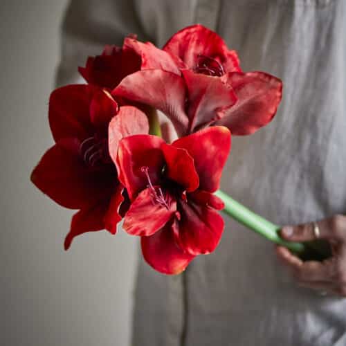 Amaryllis stilk – Rød